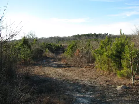 0 Gully Branch Rd, Dillon, SC 29536 photo 15