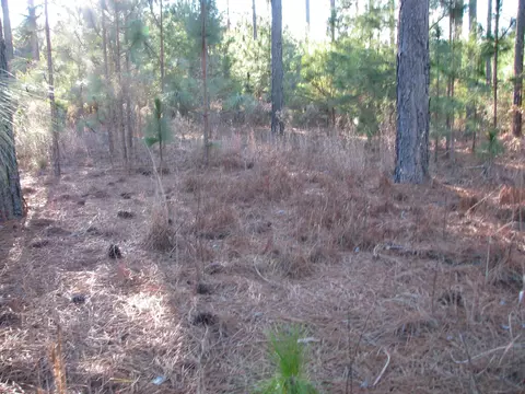 0 Gully Branch Rd, Dillon, SC 29536 photo 2