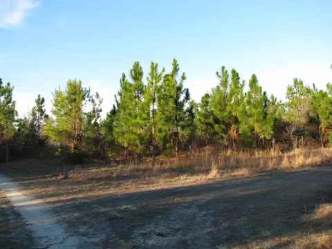 0 Gully Branch Rd, Dillon, SC 29536 photo 11