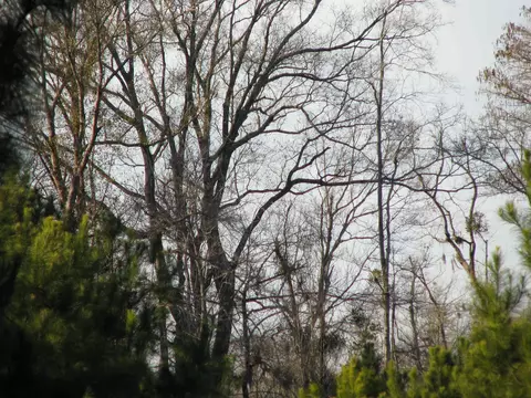 0 Gully Branch Rd, Dillon, SC 29536 photo 19