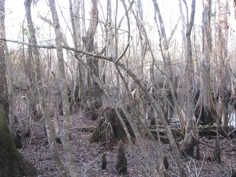 0 Gully Branch Rd, Dillon, SC 29536 photo 30