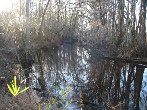 0 Gully Branch Rd, Dillon, SC 29536 photo 21