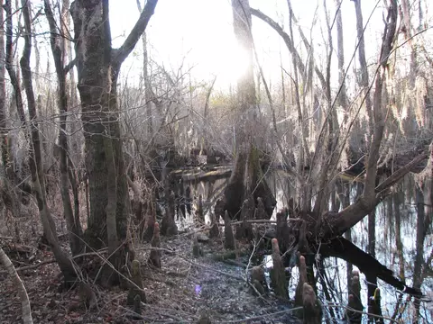 0 Gully Branch Rd, Dillon, SC 29536 photo 33