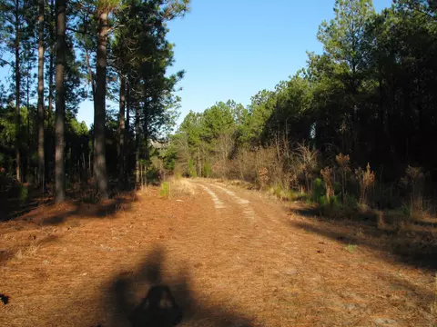 0 Gully Branch Rd, Dillon, SC 29536 photo 6