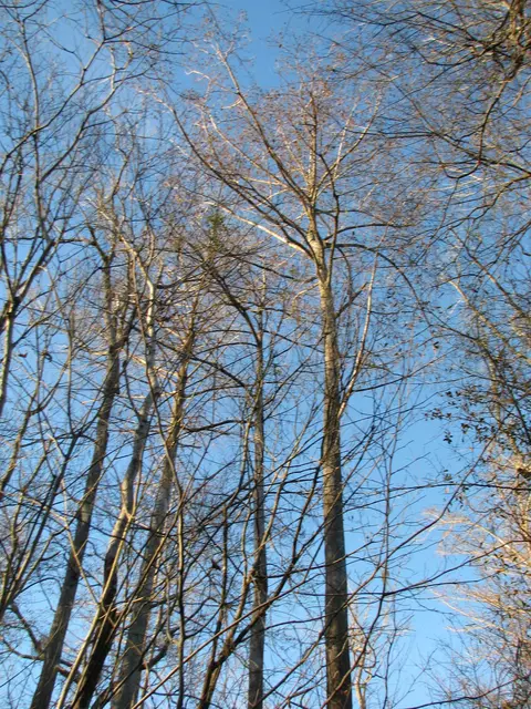 0 Gully Branch Rd, Dillon, SC 29536 photo 27