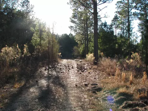 0 Gully Branch Rd, Dillon, SC 29536 photo 7