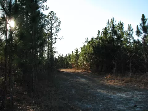 0 Gully Branch Rd, Dillon, SC 29536 photo 12