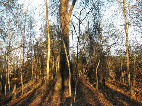 0 Gully Branch Rd, Dillon, SC 29536 photo 28