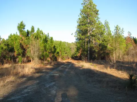 0 Gully Branch Rd, Dillon, SC 29536 photo 13