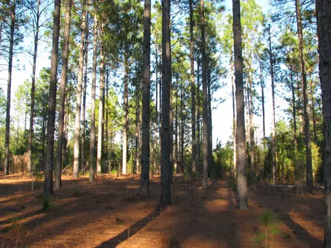 0 Gully Branch Rd, Dillon, SC 29536 photo 8