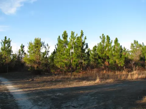 0 Gully Branch Rd, Dillon, SC 29536 photo 10
