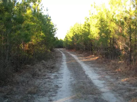 0 Gully Branch Rd, Dillon, SC 29536 photo 24