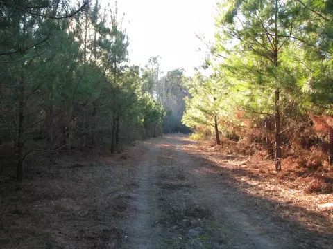 0 Gully Branch Rd, Dillon, SC 29536 photo 16