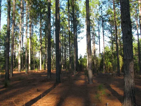0 Gully Branch Rd, Dillon, SC 29536 photo 9