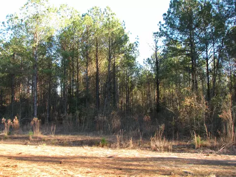 0 Gully Branch Rd, Dillon, SC 29536 photo 5