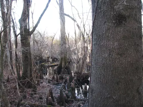 0 Gully Branch Rd, Dillon, SC 29536 photo 32