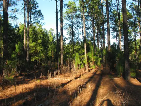 0 Gully Branch Rd, Dillon, SC 29536 photo 4