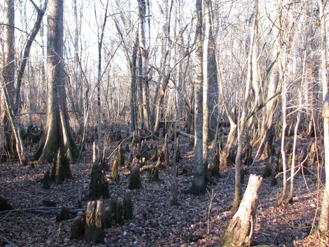 0 Gully Branch Rd, Dillon, SC 29536 photo 26