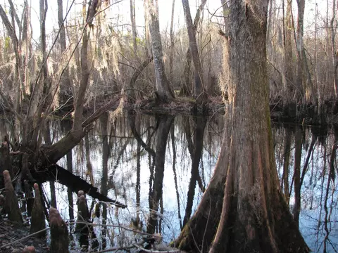 0 Gully Branch Rd, Dillon, SC 29536 photo 35