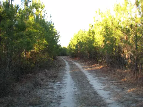 0 Gully Branch Rd, Dillon, SC 29536 photo 23