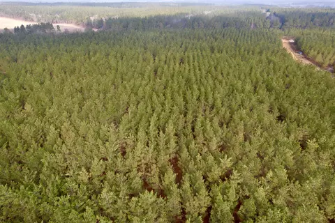 25 93acres-4567 Dunham Rd, Bethune, SC 29009 photo 10