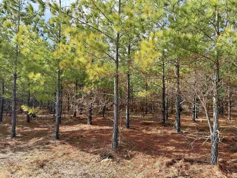 25 93acres-4567 Dunham Rd, Bethune, SC 29009 photo 6