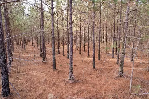 25 93acres-4567 Dunham Rd, Bethune, SC 29009 photo 8