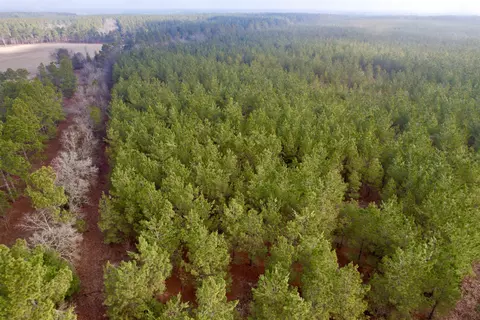 25 93acres-4567 Dunham Rd, Bethune, SC 29009 photo 9