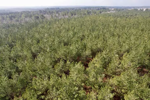 25 93acres-4567 Dunham Rd, Bethune, SC 29009 photo 2