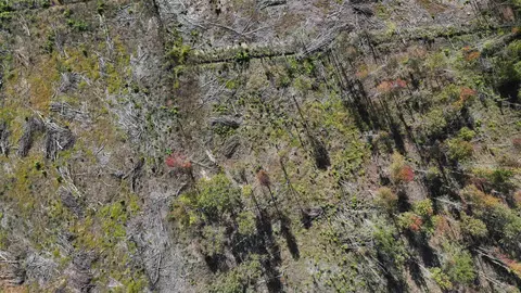16 E 62acres-tbd E Bay Rd, Gresham, SC 29546 photo 16