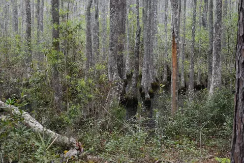 425 Kent Rd, Georgetown, SC 29440 photo 11