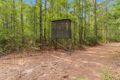 155 81acres- Roper Woods Rd, Lake City, SC 29560