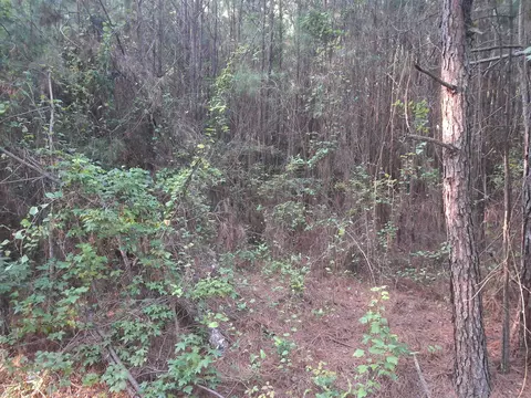 lot5 D Mcgregor Cir, Lake City, SC 29560