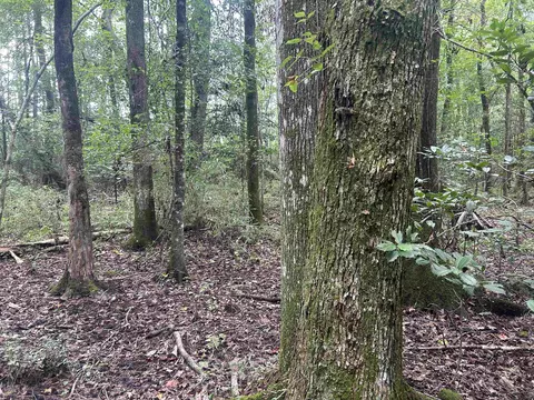 185 Legion St, Dillon, SC 29536 photo 24
