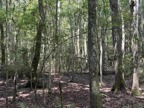 185 Legion St, Dillon, SC 29536 photo 21