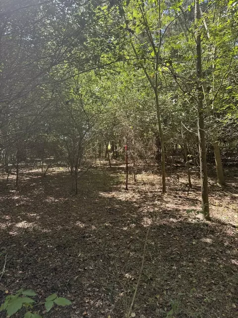 tbd Black Branch Rd, Dillon, SC 29536 photo 5