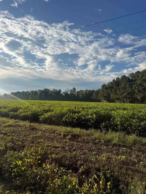 tbd Terrells Bay Rd, Marion, SC 29571 photo 6