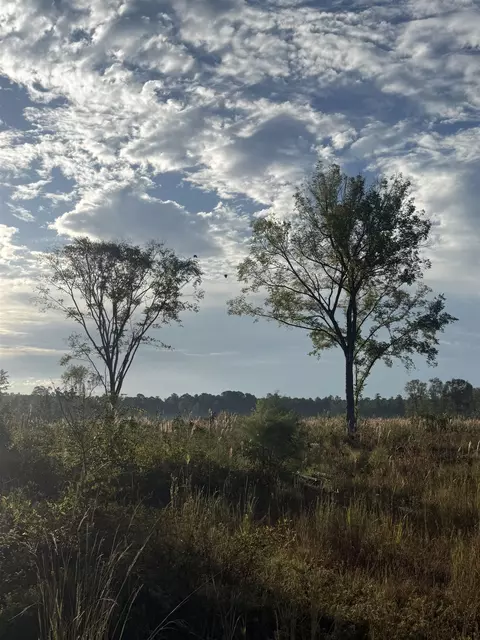 tbd Terrells Bay Rd, Marion, SC 29571 photo 5