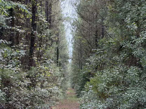 Tract B Earle Rd., Andrews, SC 29510 photo 6