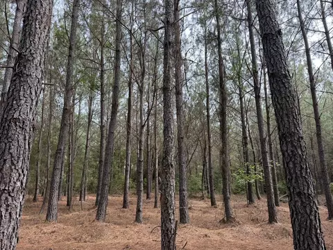 Tract B Earle Rd., Andrews, SC 29510 photo 5