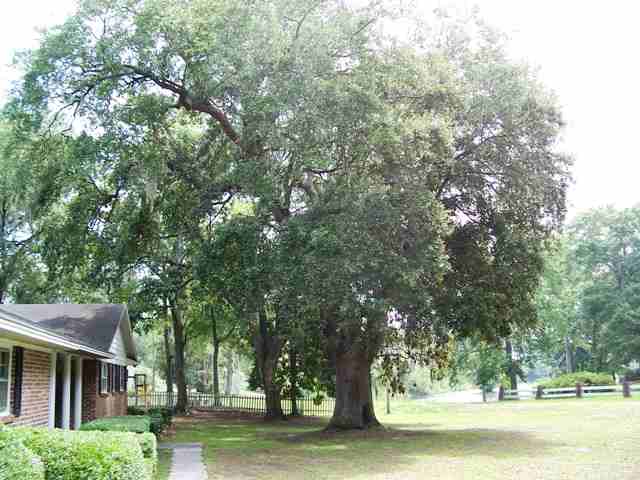 59 Tranquility Ln, Georgetown, SC 29440 photo 7