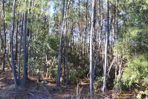 0 Black Tom Rd, Moncks Corner, SC 29461 photo 5