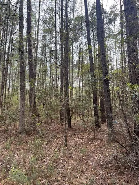 0 Palm St, Reevesville, SC 29471