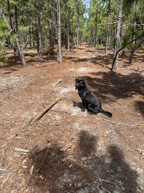 Bff 1a Brunson Teal Road #BFF 1A, Patrick, SC 29584