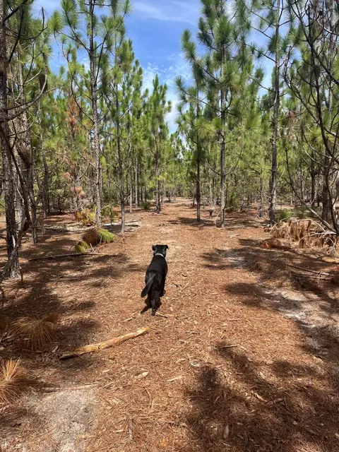 Bff 1b Brunson Teal Road #BFF 1B, Patrick, SC 29584