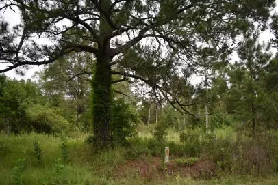 1544 Isabella Rd, Kingstree, SC 29556 photo 3
