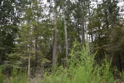 0 Daffodil Ln, Hemingway, SC 29554