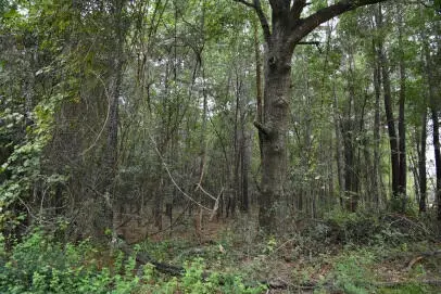 lot14 Tupperware Rd, Hemingway, SC 29554