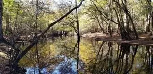 0 Sandy Pines Rd, Dorchester, SC 29437