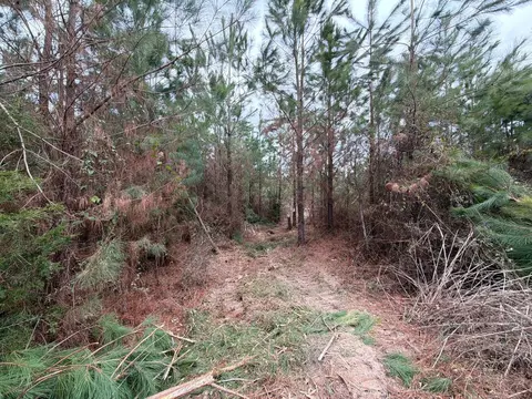 Bff Ii 4 J C Barefoot Road, Patrick, SC 29584 photo 10